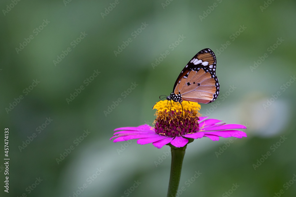 Butterfly Feeding On Flowers. A close-up of a butterfly on a flower. Butterfly Feeding On Flowers. A close-up of a butterfly on a flower.