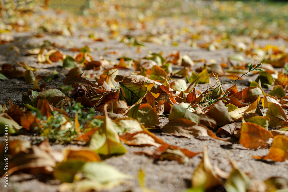 Yellow-green fallen leaves in warm sunlight. Leaves of various trees in an autumn park. Shooting at ground level. Selective focus