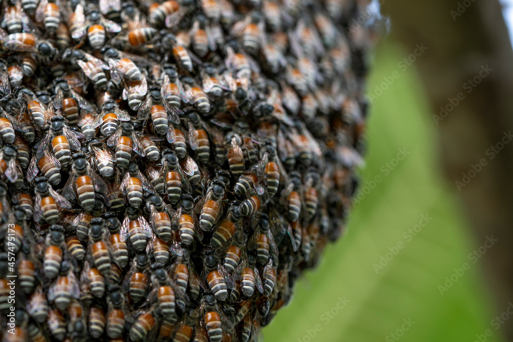 Bee hive on branch of tree in nature, Large honeycomb on the tree in tropical rain forest