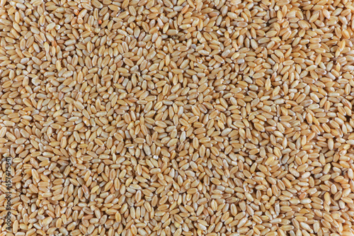 Buch of Wheat grains in white Background
