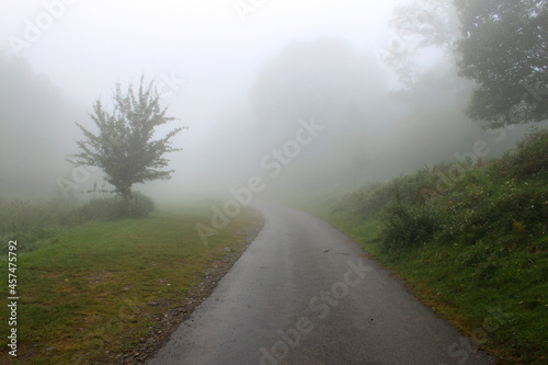 La route dans la brume.  La route tourne et se perd dans la brume. Il y a quelques arbres et de la v  g  tation qui disparaissent dans le brouillard.
