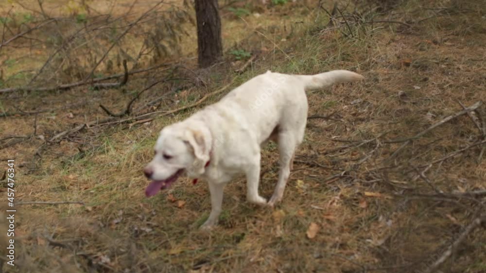 Yellow labrador female enjoying walk in autumn pine forest Yellow labrador female enjoying walk in autumn pine forest