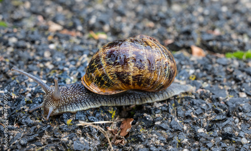 Eine Schnecke mit Haus