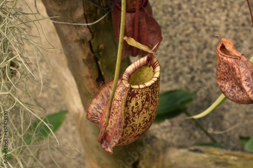 Insectivorous plants Nepenthes Ampullaria close up in outdoor garden