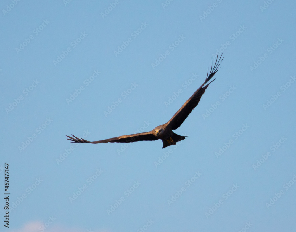Eagle in flight against the blue sky. Eagle in flight against the blue sky.