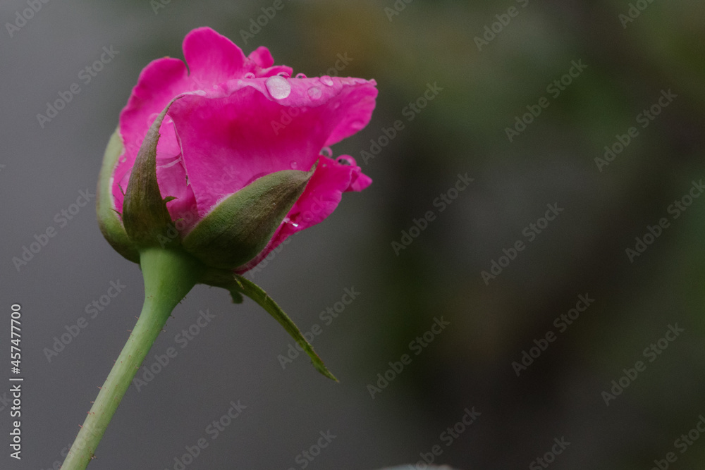 花びらの水滴にピントが合っている ピンクのバラの花 Stock Photo Adobe Stock