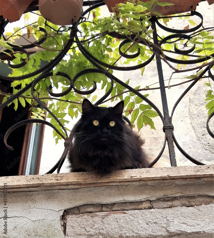 Czarny kot na balkonie, Italia. - obrazy, fototapety, plakaty 