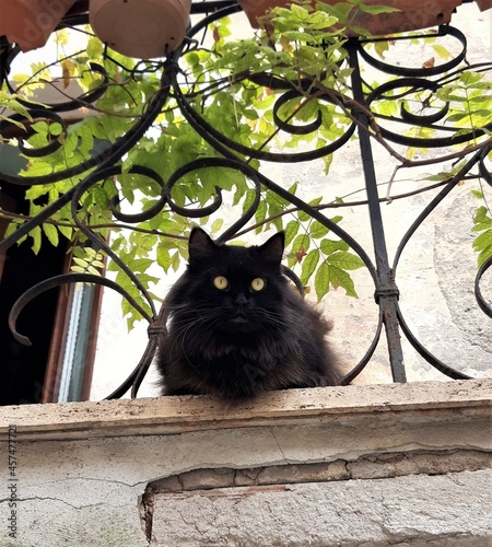Czarny kot na balkonie, Italia.