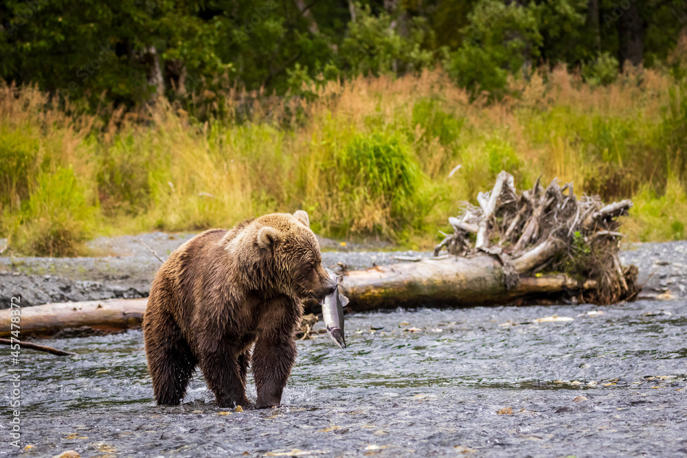 Wild Kodiak brown bear with a salmon in its mouth standing in a salmon-filled stream on Kodiak Island, Alaska. Tall grass and trees are in the background Wild Kodiak brown bear with a salmon in its mouth standing in a salmon-filled stream on Kodiak Island, Alaska. Tall grass and trees are in the background