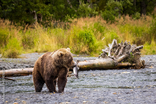 Wild Kodiak brown bear with a salmon in its mouth standing in a salmon-filled stream on Kodiak Island, Alaska. Tall grass and trees are in the background 