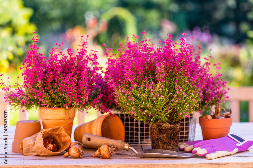 Flower bulbs and blooming heathers on the table in the garden. - obrazy, fototapety, plakaty 