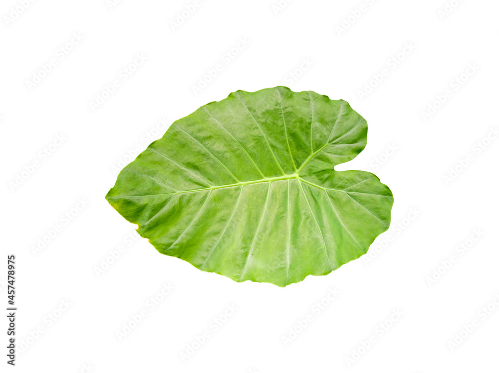 Natural pattern of green bon (elephant ear) leaves. Isolated. White background. Copy Space. Natural pattern of green bon (elephant ear) leaves. Isolated. White background. Copy Space.