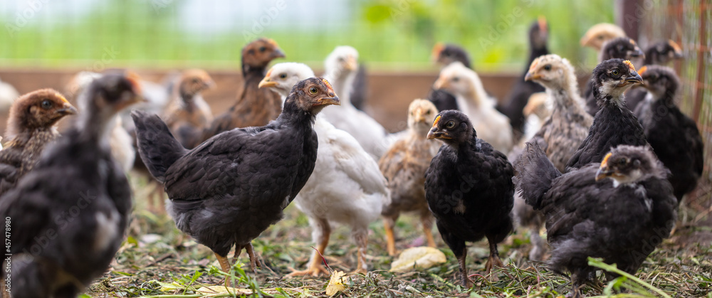 Portrait of a little chicken on the farm. Portrait of a little chicken on the farm.