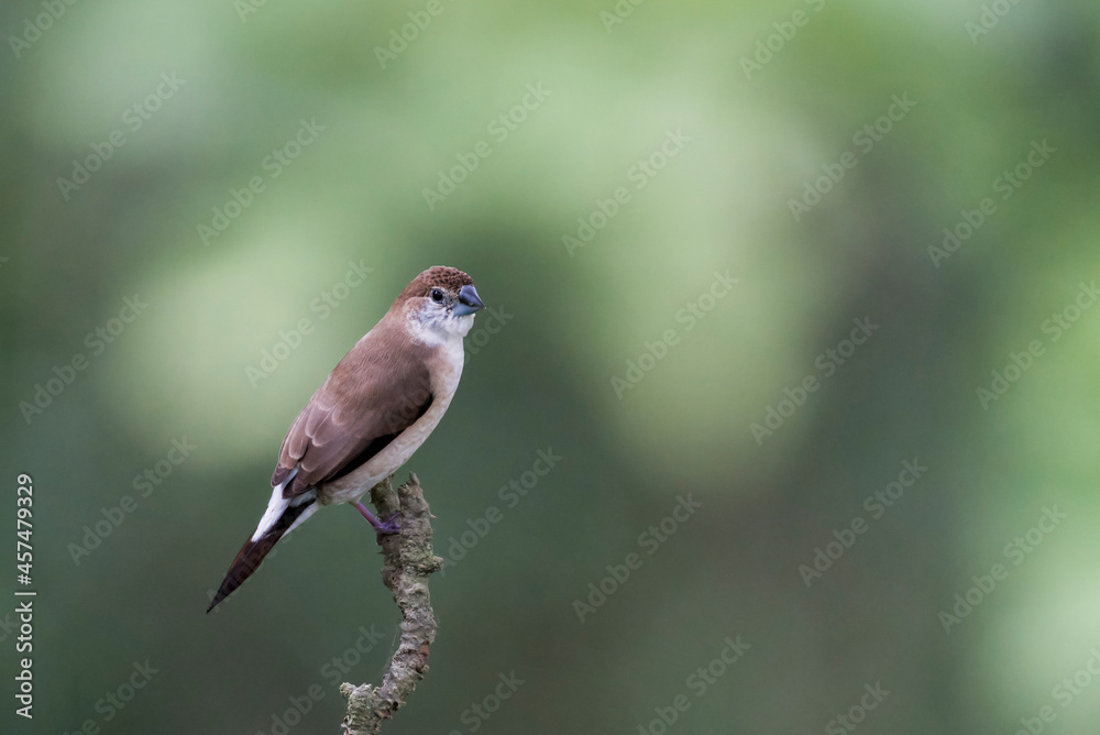 Indian silverbill perched on an Indian coral tree branch Indian silverbill perched on an Indian coral tree branch
