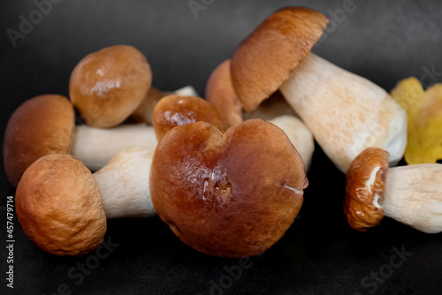 Harvested boletus or porcini mushrooms