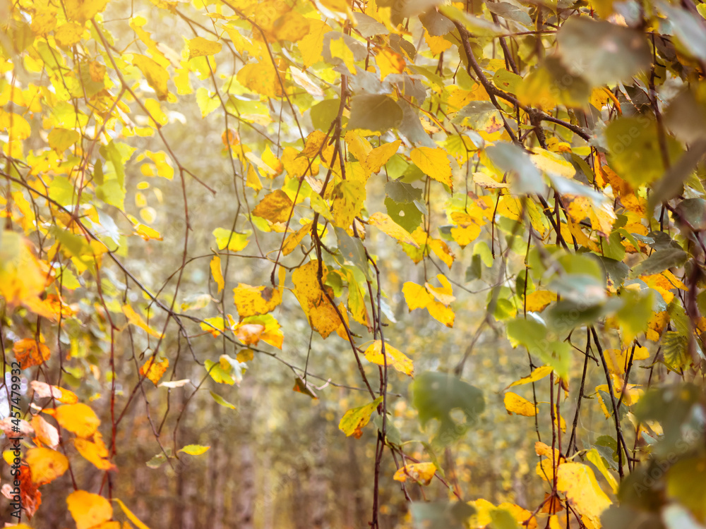 Tree branch with autumn leaves. Autumn background. Tree branch with autumn leaves. Autumn background.