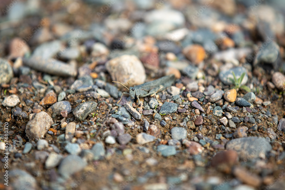 grasshopper locust insect disguised and hid among stones
grasshopper locust insect disguised and hid among stones