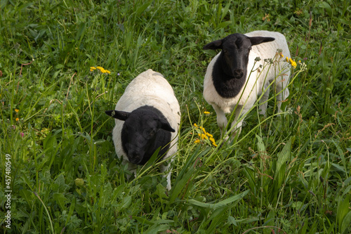Blackhead Dorper sheep in the grass photo