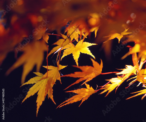 Blätter des Zierahorns im Herbst