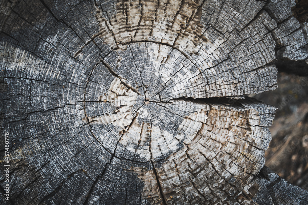 Fototapeta premium wood texture