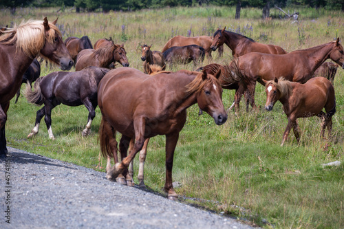 horses roam along the road in the altai mountains siberia russia 