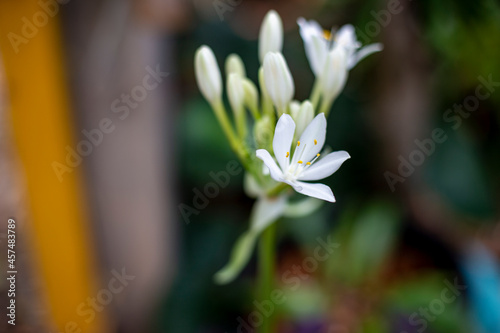 Close up photo of Cardwell lily and blurred background.