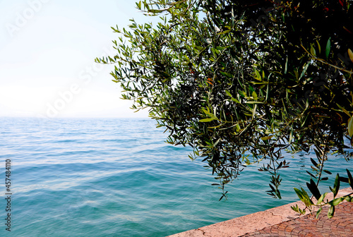 Fototapeta Naklejka Na Ścianę i Meble -  olive tree On the shores of Lake Garda which with its mild climate facilitates the production of olives