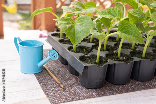 The seedlings are on the table at the dacha in the backyard.