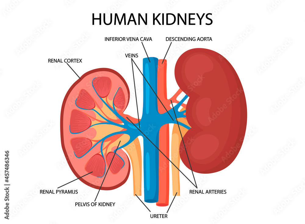 Diagram showing human kidney anatomy illustration Stock Vector | Adobe Stock