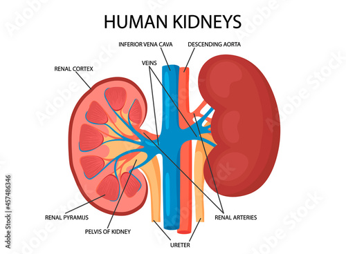 Diagram showing human kidney anatomy illustration
