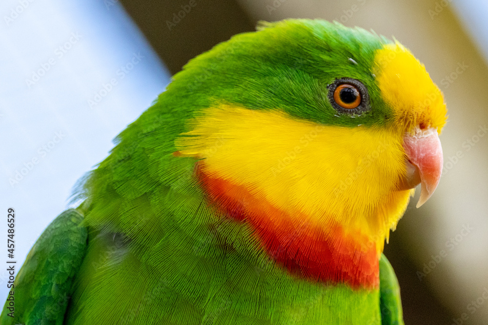 Naklejka premium Superb Parrot of Australia