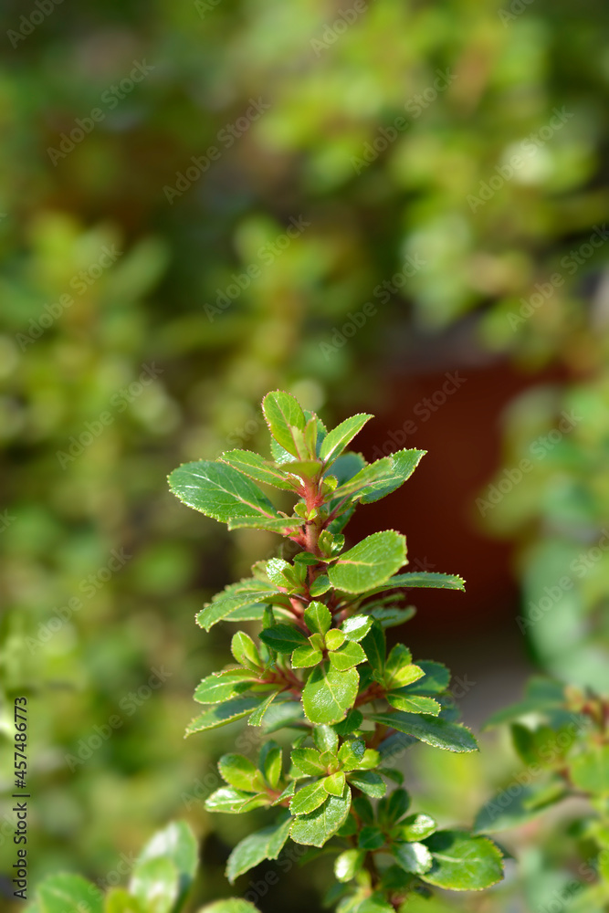Escallonia Red Dream Escallonia Red Dream
