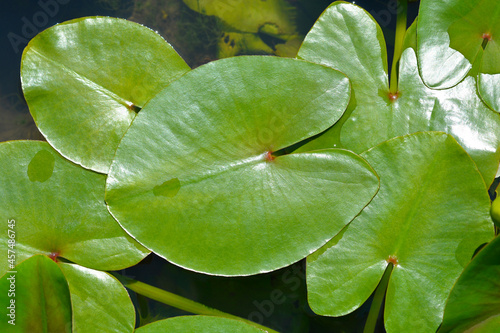 Obraz na plátně Yellow water lily