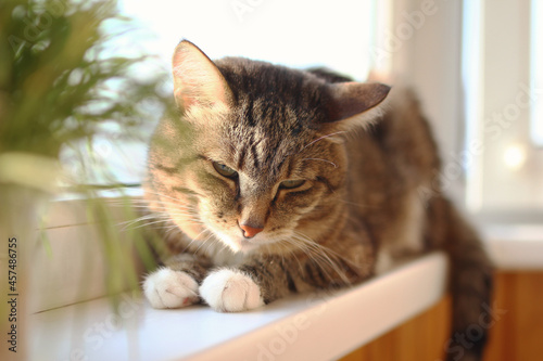 Adorable short haired brown tabby cat with green eyes is resting at the morning on windowsill near to pot plant.