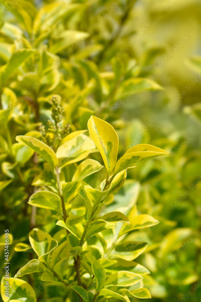 Golden privet Golden privet