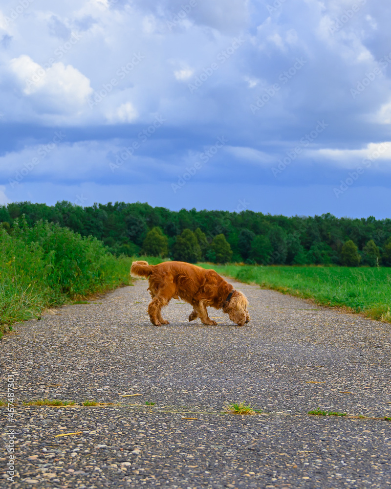 Naklejka premium dog in the field