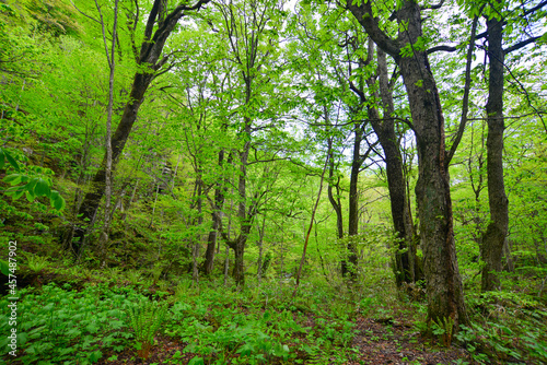 Deep forest of Oirase Gorge in Aomori  Japan