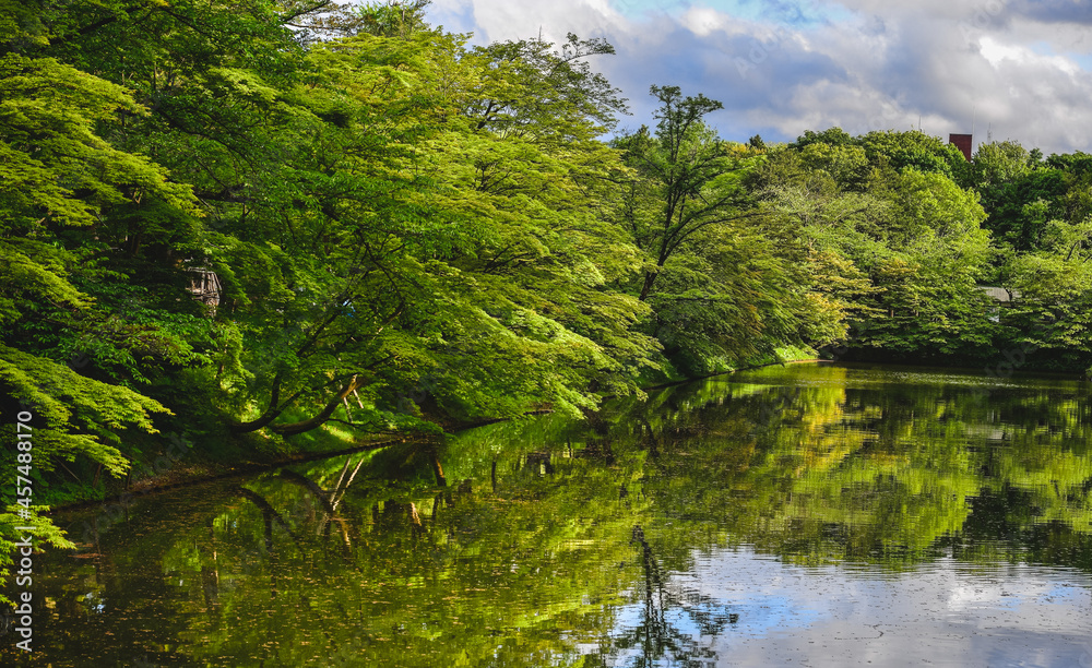 Deep forest of Oirase Gorge in Aomori, Japan