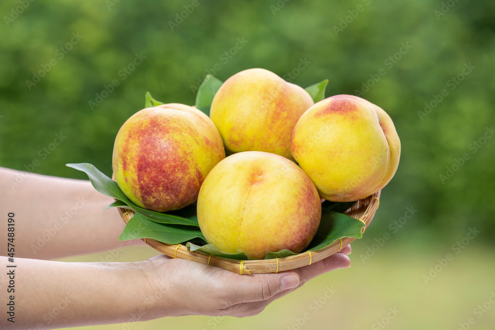 Woman hand holding Yellow Peach basket over blurred greenery background, Fresh Korean peach on wooden basket in wooden Background. Woman hand holding Yellow Peach basket over blurred greenery background, Fresh Korean peach on wooden basket in wooden Background.