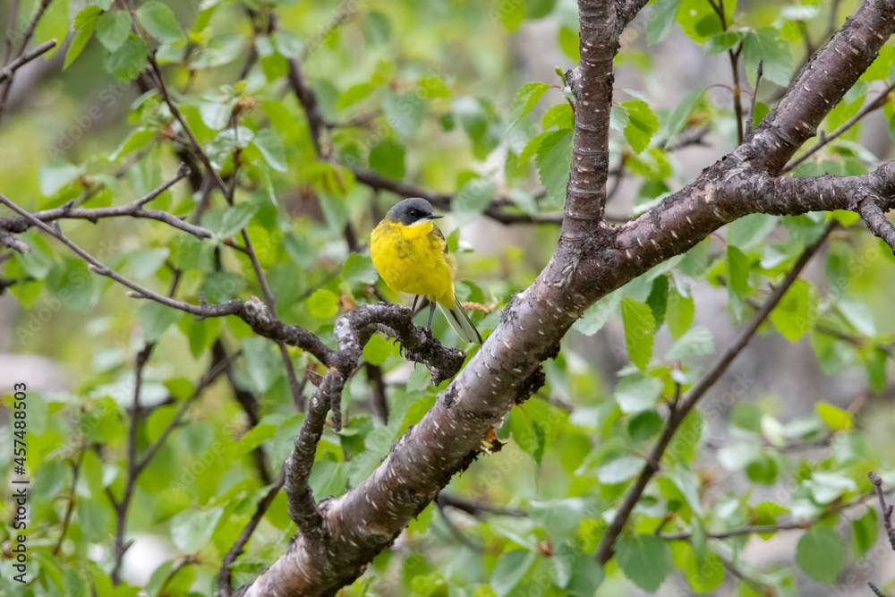 Gray headed wagtail (Motacilla flava Thunbergi) singing in Sweden Gray headed wagtail (Motacilla flava Thunbergi) singing in Sweden