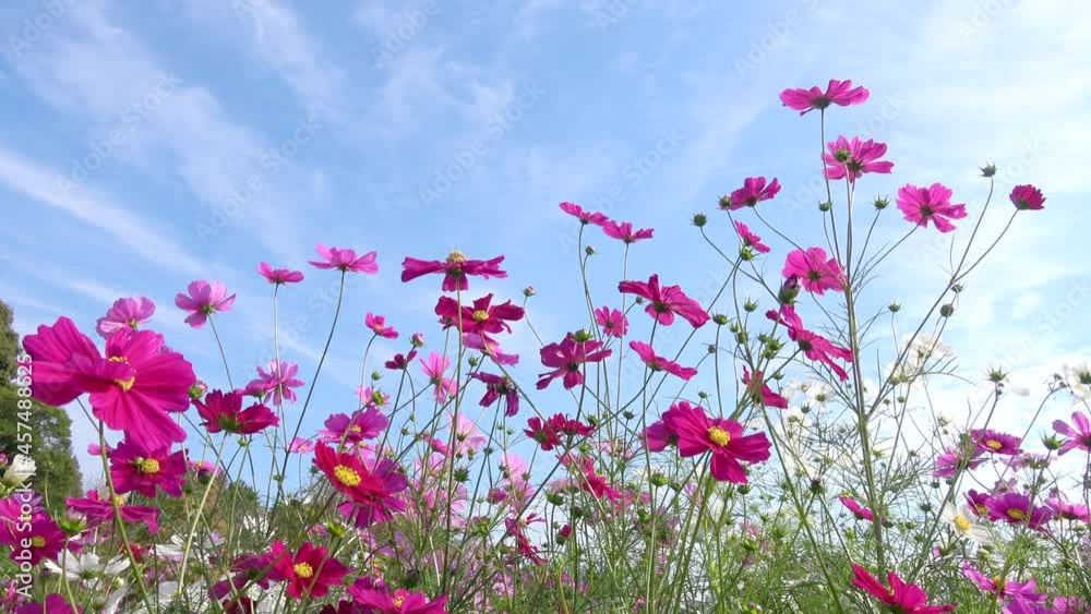 Cosmos flower field with the blue sky. Colorful cosmos flowers swaying in the wind. 4K Shot in Hiroshima Botanical Garden, Japan. Cosmos flower field with the blue sky. Colorful cosmos flowers swaying in the wind. 4K Shot in Hiroshima Botanical Garden, Japan.