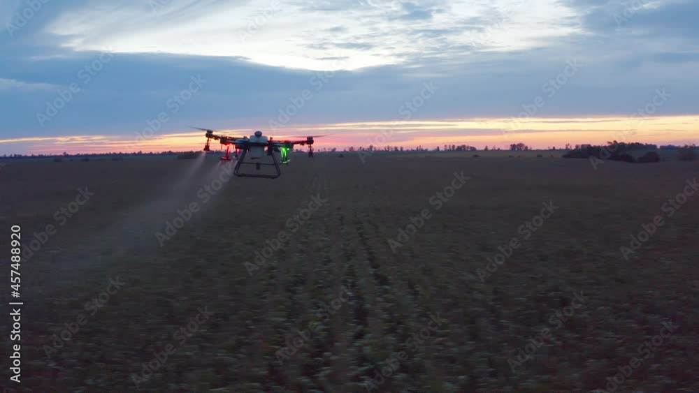 Agro copter works in the field, introduces 33p pesticides. Corn rye and wheat in the field. An agricultural drone aerial vehicle sprays a field at sunset.
