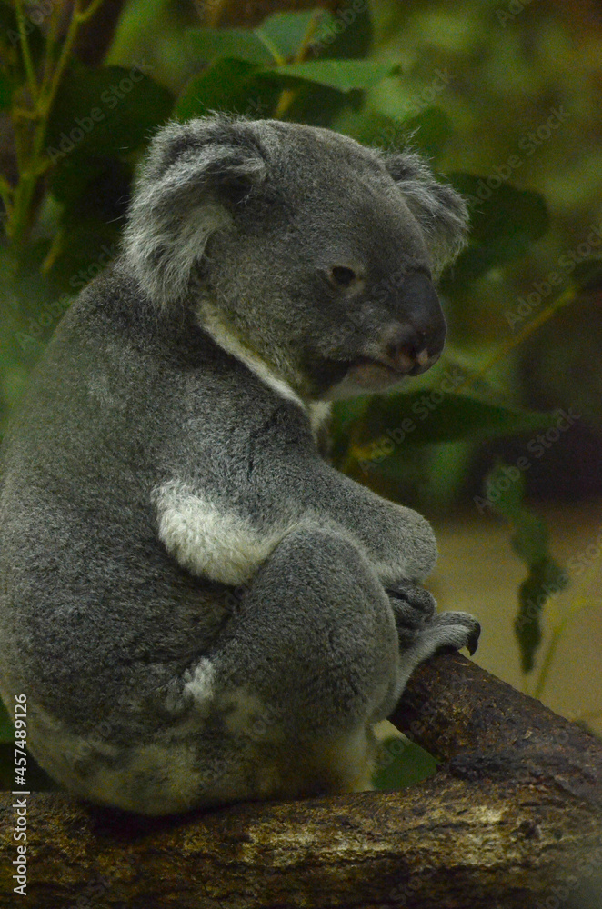 Fototapeta premium コアラ
