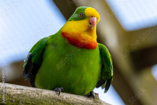 Фотография Superb Parrot of Australia