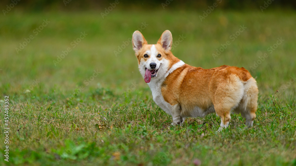 Orange and white happy corgi on a green field Orange and white happy corgi on a green field