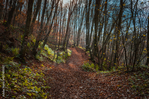 National Park Fruska Gora in Serbia, autumn