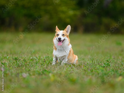 Orange and white happy corgi on a green field