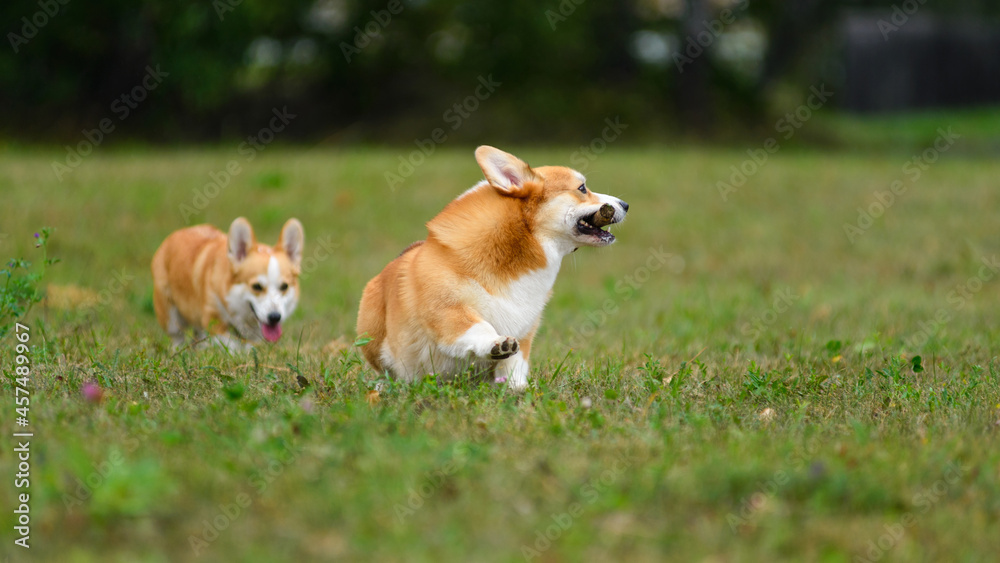 Two happy corgi playing in a green field Two happy corgi playing in a green field