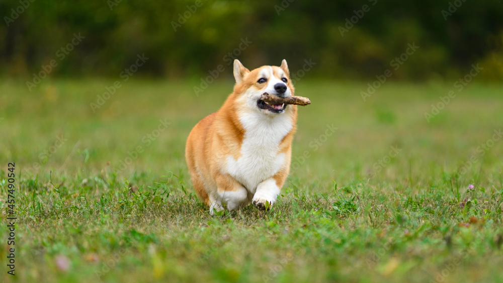 Orange and white happy corgi runs across a green field with a stick in his teeth Orange and white happy corgi runs across a green field with a stick in his teeth