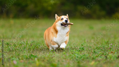 Orange and white happy corgi runs across a green field with a stick in his teeth